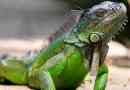 10 Ciekawych faktów o iguanie
