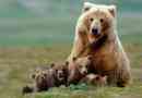 100 Ciekawych faktów o niedźwiedziach