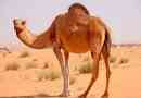 15 Ciekawych faktów o wielbłądzie