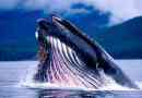 27 Ciekawych faktów o wielorybach