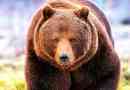 30 Ciekawych faktów o niedźwiedzia brunatnego