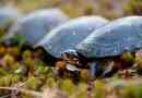 40 Ciekawych faktów o żółwiach