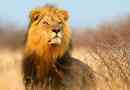 Afrykański lew