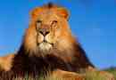Afrykański lew