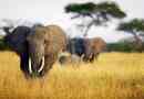 Słoń afrykański