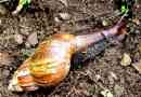 Akhatina - ślimak o ogromnych rozmiarach