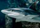 Rekin to ryba lub ssak?