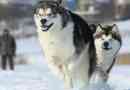 Alaski malamut - walki północne