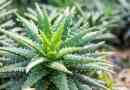 Aloes