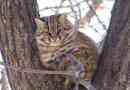 Amur forest cat - lifestyle