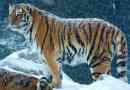 Amur tiger