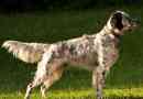 English setter - popularny hunter
