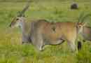 Eland