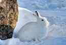 Plac arctic (hare polar hare)