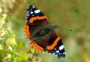Motyl admiral
