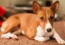 Basenji dog. Opis, funkcje, gatunki, cena i charakter rasy basenigi