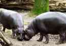 Hippo dwarf. Stock foto hipopotam, opis bestii