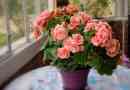 Begonia