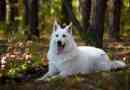 White swiss shepherd - cechy ras