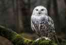 Biała sowa