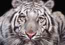 Białe tygrysy: riddle natury