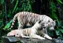 Biały tygrys