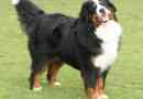 Bernese zennenhund: mistrz jego przypadku
