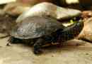 Żółw bagno