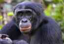 Bonobo
