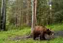 Niedźwiedzie brunatne - władca tajgi