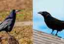 Jaka jest różnica między krukami?
