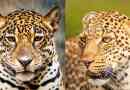 Jaka jest różnica między jaguarem z lamparta?