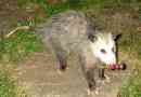 Jakie pasze opossum?