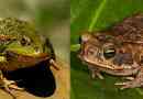 Co różnią się żabę i ropucha?