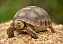 Żółwie: długotrwałe gady