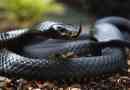 Czarna mamba