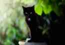 Czarne koty - funkcje kolorów wełny i oka