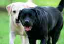 Czarny labrador - wszystko o rasie