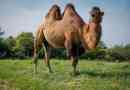 Co za wielbłąd? Woda lub tłuszcz!