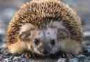 Dauro hedgehog - cute spiny zvek