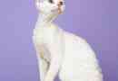 Devon rex: curry z natury