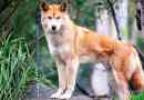 Dingo