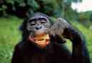 Udowodnione umiejętności kulinarne szympansa