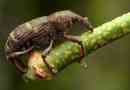 Owad weevil beetle. Opis, funkcje, typy, styl życia i zapasy