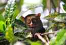 Tarsier