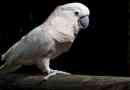Domowe papugi - typy i nazwiska