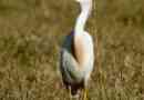 Egipska czapla - śnieżnobiały wdzięczny ptah