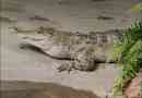 Crocodile filipine