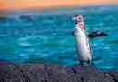 Galapagos penguin