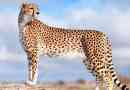 Gepard
